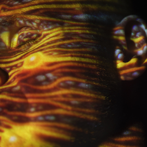 美国色情免费网站
